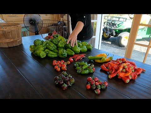 Harvesting a Bunch of Produce!  (Onions, Beans, Peppers, Corn & Berries!)
