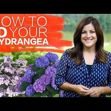 How to Identify Your Hydrangea