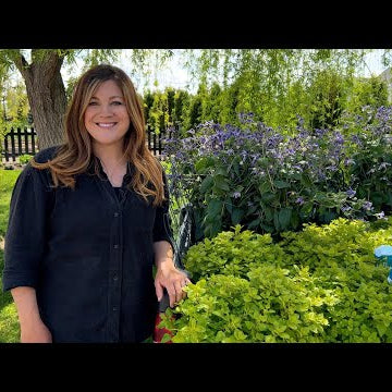 Planting Bush Clematis, Ornamental Oregano and a Bloomerang Lilac Tree!