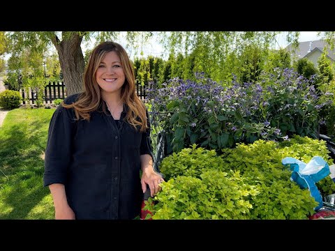 Planting Bush Clematis, Ornamental Oregano and a Bloomerang Lilac Tree!