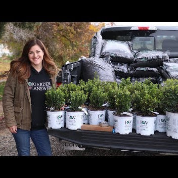Planting a Hedge of Sprinter Boxwoods