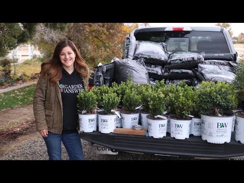 Planting a Hedge of Sprinter Boxwoods
