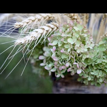Hydrangea Wheat Arrangement