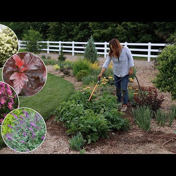 Planting in Full Sun: Anemones, Ninebarks, Lilac & a Butterfly Bush!