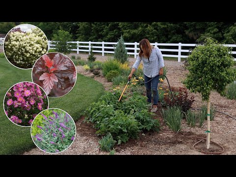 Planting in Full Sun: Anemones, Ninebarks, Lilac & a Butterfly Bush!