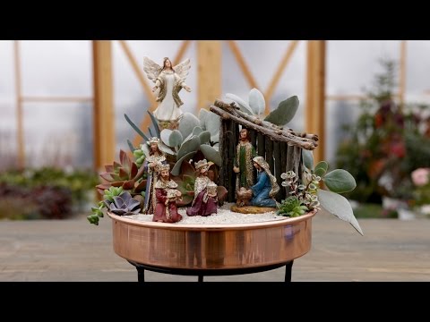 Succulent Nativity