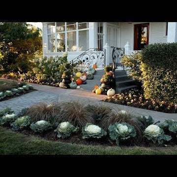 Planting Up Our Front Entrance For Fall!
