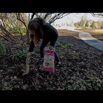 Cleaning Up Hellebores + Pre-Sprouting Ranunculus & Anemones!