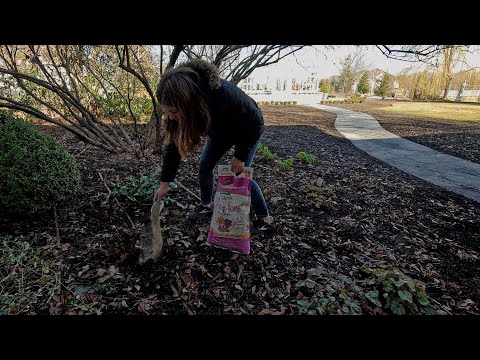 Cleaning Up Hellebores + Pre-Sprouting Ranunculus & Anemones!