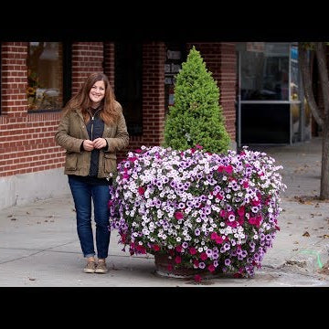 Our Downtown Planters Still Have Blooms in November!