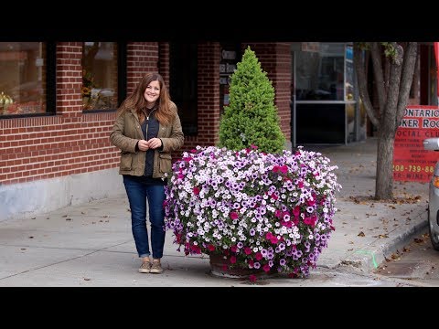 Our Downtown Planters Still Have Blooms in November!