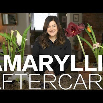 Amaryllis Done Blooming? Here's What to Do