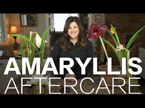 Amaryllis Done Blooming? Here's What to Do