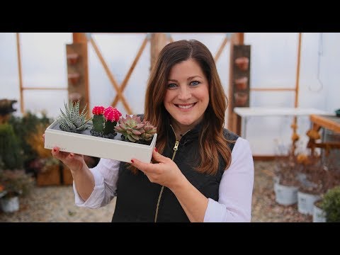 Succulent Unboxing & Valentine’s Giveaway!
