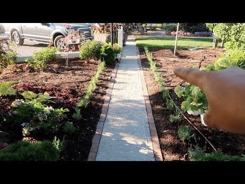 Planting Rows of Lavender