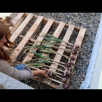Harvesting Garlic & Onions + Planting Zinnias!