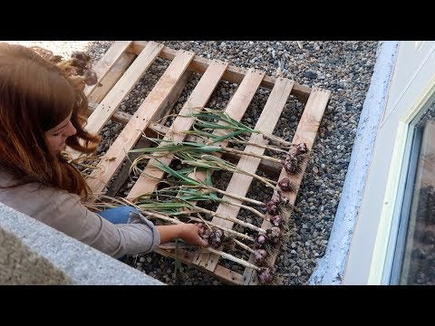 Harvesting Garlic & Onions + Planting Zinnias!
