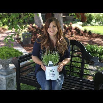 Planting Sweet Romance Lavender