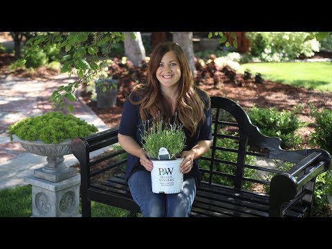 Planting Sweet Romance Lavender
