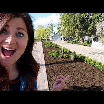 Sprinter Boxwood Hedge Part 3: Trimming & Mulching!