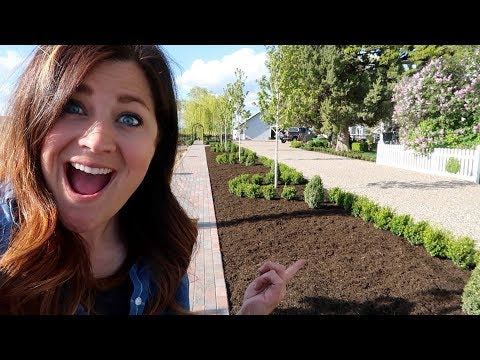 Sprinter Boxwood Hedge Part 3: Trimming & Mulching!