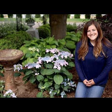 Planting Tuff Stuff Ah-Ha Hydrangea and a Japanese Maple Pt 1