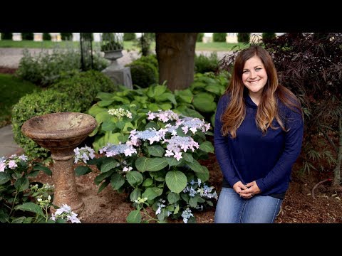 Planting Tuff Stuff Ah-Ha Hydrangea and a Japanese Maple Pt 1