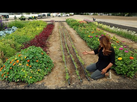 July Cut Flower Garden Tour!