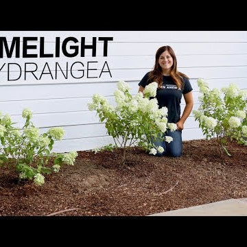 Limelight Hydrangea