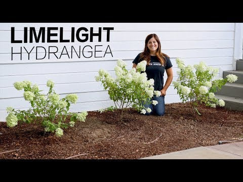 Limelight Hydrangea