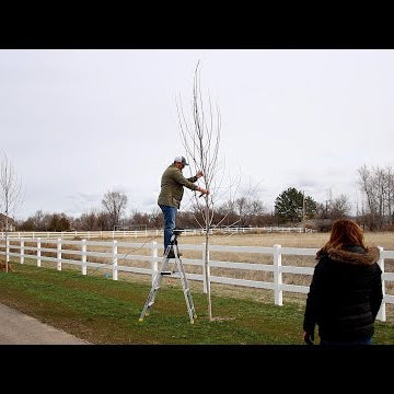 Working On Our Autumn Blaze Maples!