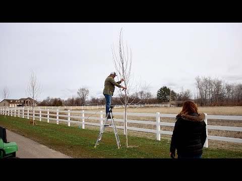 Working On Our Autumn Blaze Maples!