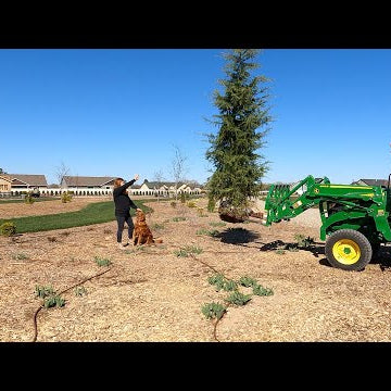 Planting Trees: Day 1, South Garden!