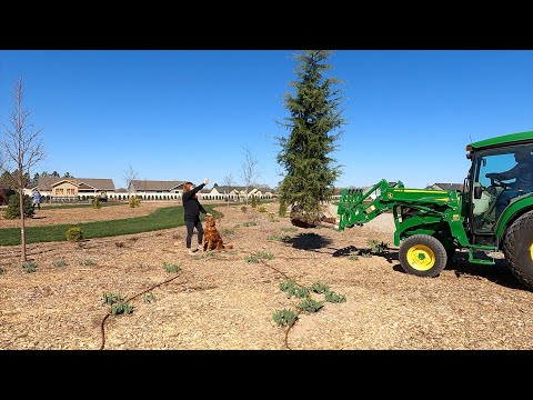 Planting Trees: Day 1, South Garden!