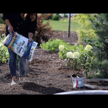 Planting Lilacs, Hydrangeas & Caryopteris!