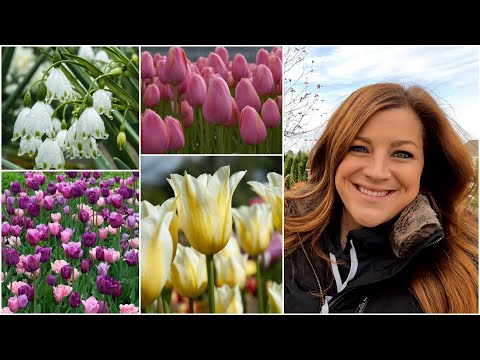 1,600 More Bulbs Planted!!!  Tulips & Summer Snowflakes!