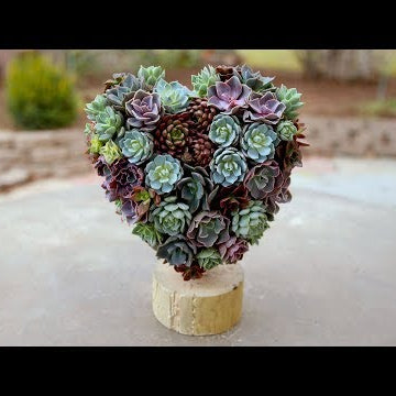 Valentine's Succulent Heart Topiary