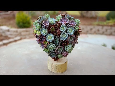 Valentine's Succulent Heart Topiary