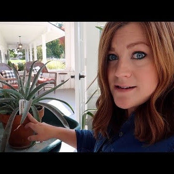 Taking Care of a BAD Mealybug Infestation!