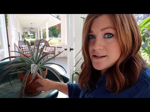 Taking Care of a BAD Mealybug Infestation!