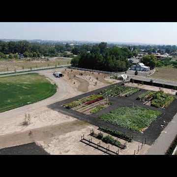 Planting A Wichita Blue Juniper and Blue Blazes Hyssop!