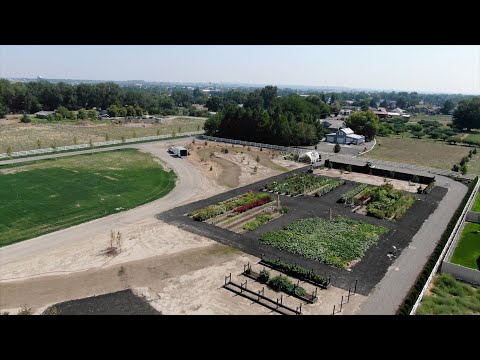 Planting A Wichita Blue Juniper and Blue Blazes Hyssop!