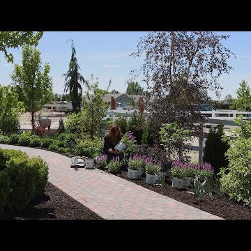 Planting Salvia and a Brand New Sedum!