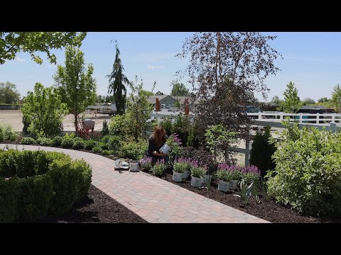 Planting Salvia and a Brand New Sedum!