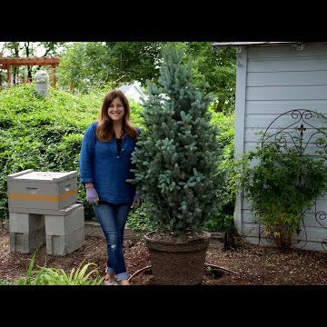 Iseli Fastigiate Blue Spruce