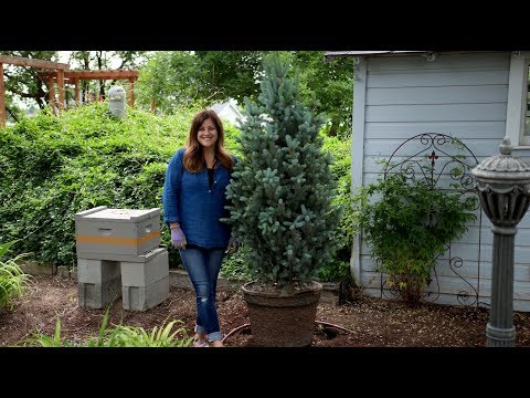 Iseli Fastigiate Blue Spruce