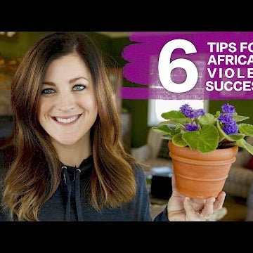 6 Tips for African Violet Success