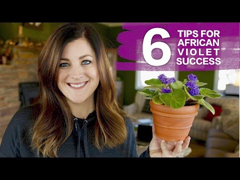 6 Tips for African Violet Success