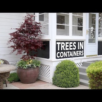 Can I Plant a Tree in a Container?