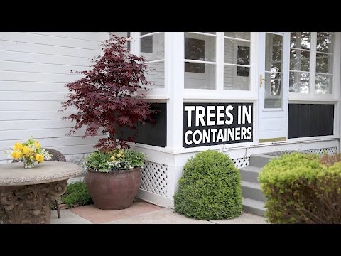 Can I Plant a Tree in a Container?